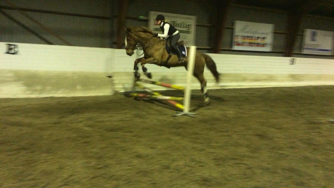 Anden særlig race Amigo billede 1