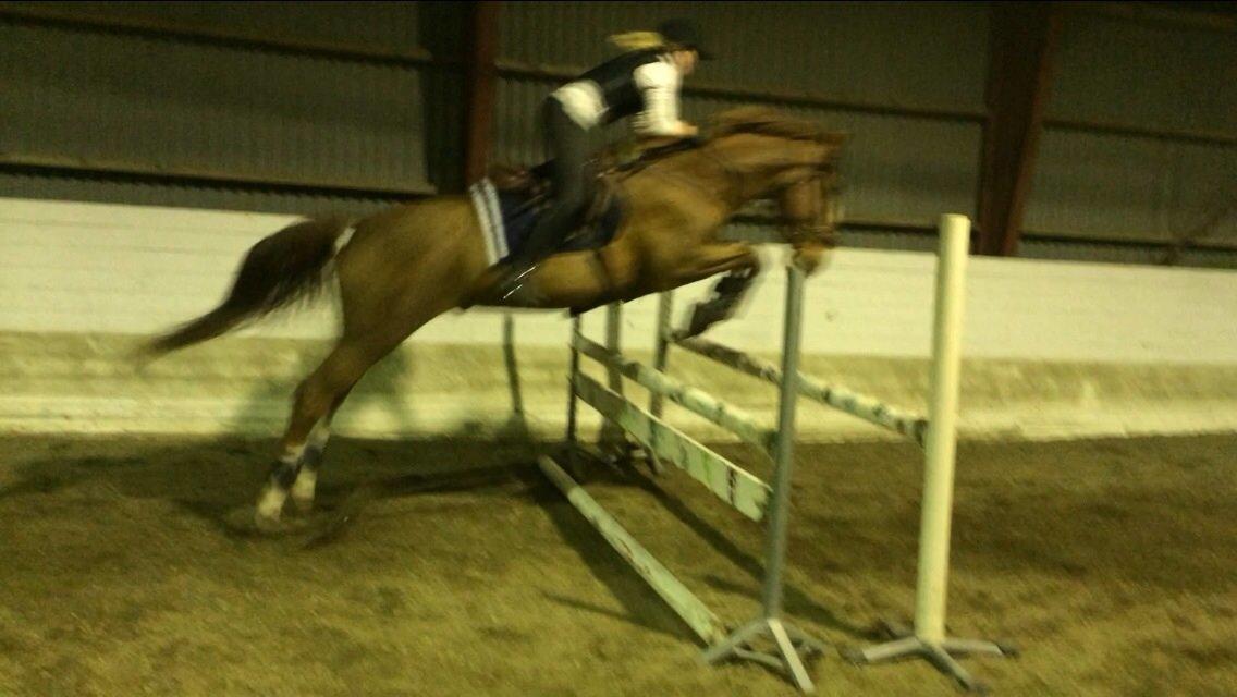 Anden særlig race Amigo billede 2