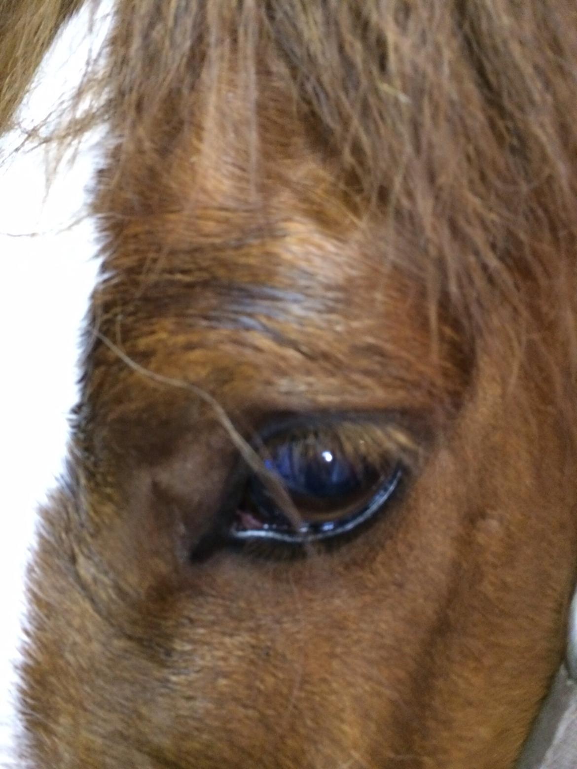 Anden særlig race Amigo billede 3