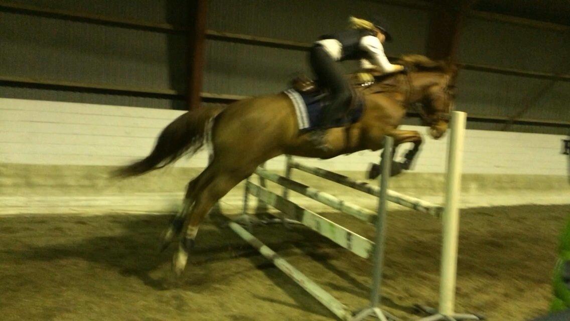 Anden særlig race Amigo billede 4