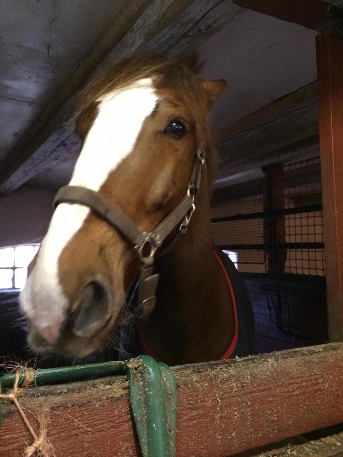 Anden særlig race Amigo billede 5