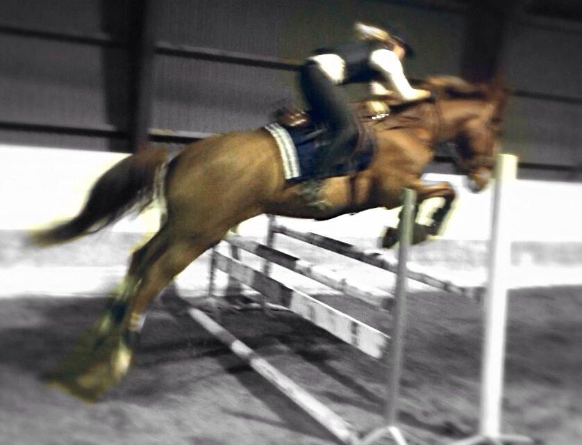 Anden særlig race Amigo billede 6