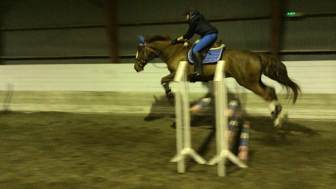 Anden særlig race Amigo billede 8