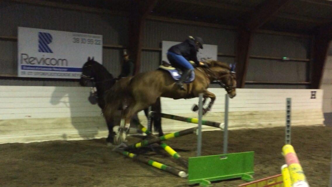 Anden særlig race Amigo billede 7