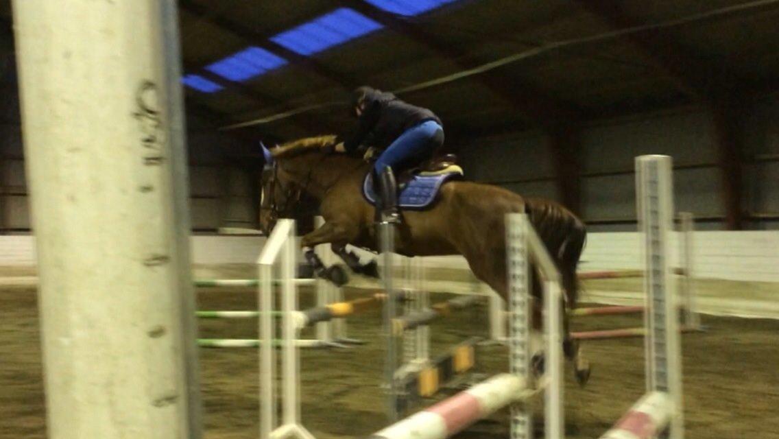 Anden særlig race Amigo billede 9