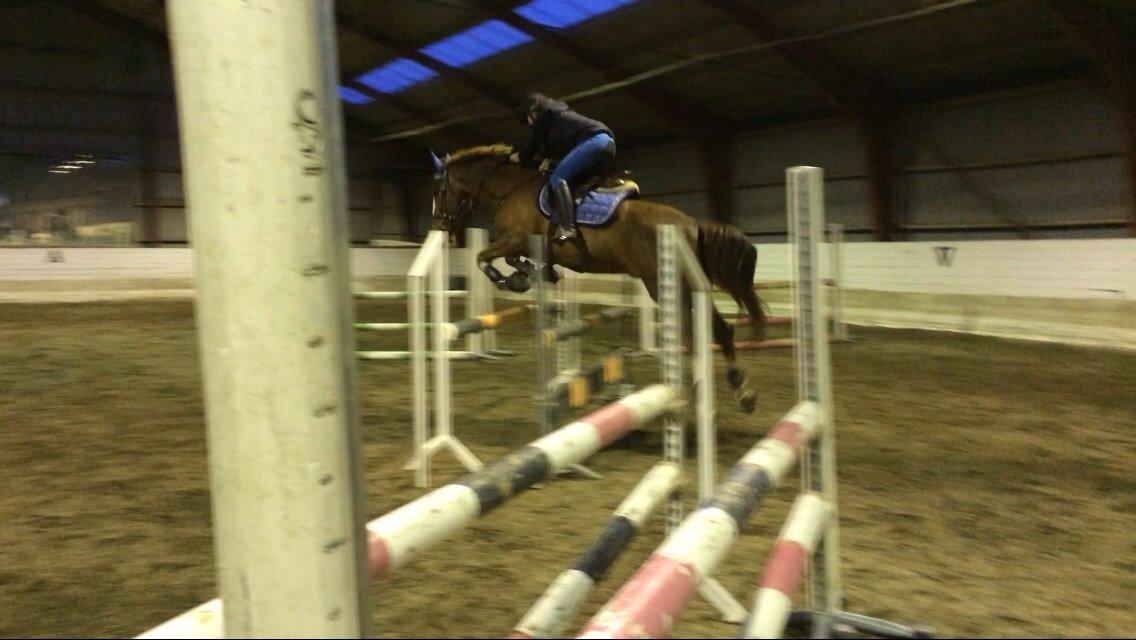 Anden særlig race Amigo billede 10