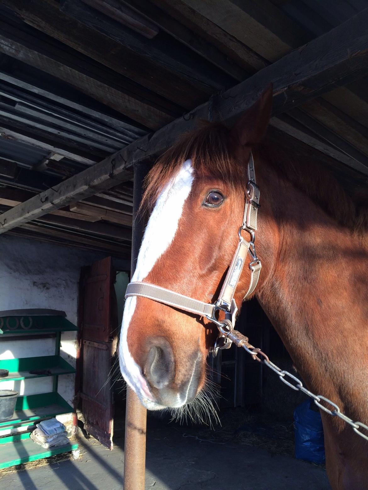 Anden særlig race Amigo billede 12