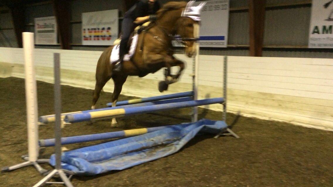 Anden særlig race Amigo billede 11