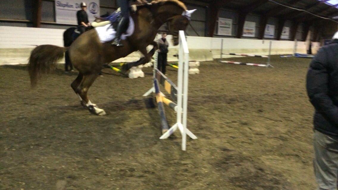 Anden særlig race Amigo billede 13