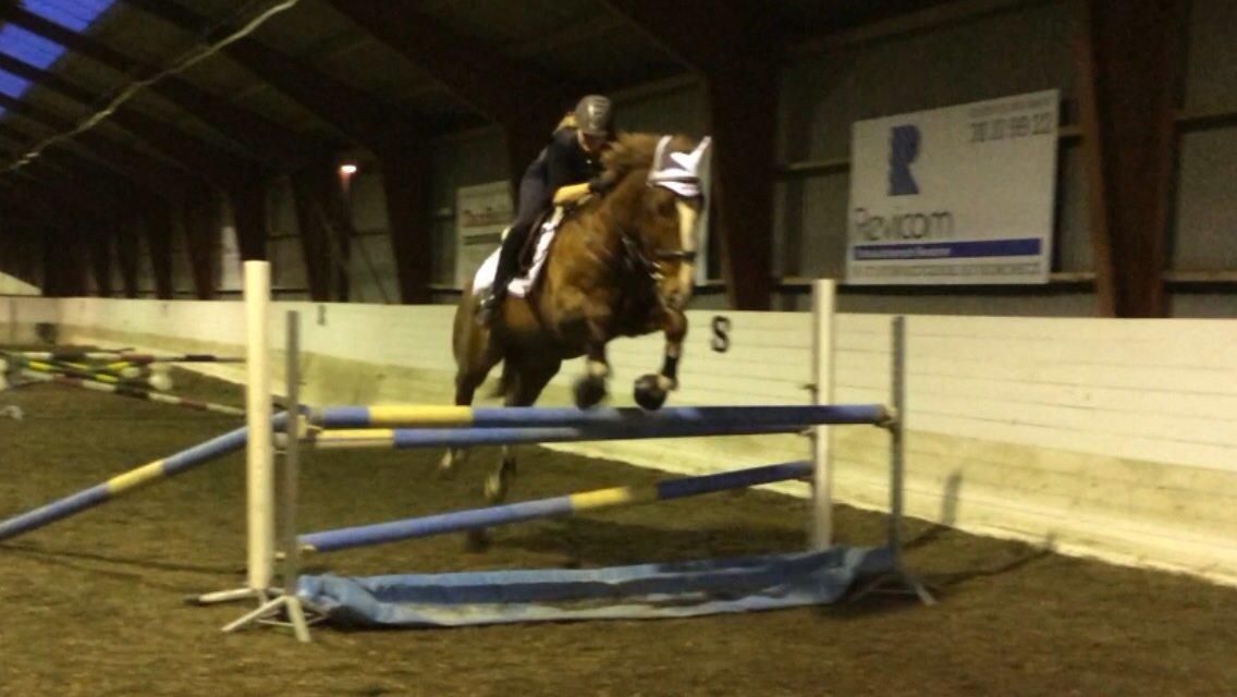 Anden særlig race Amigo billede 14