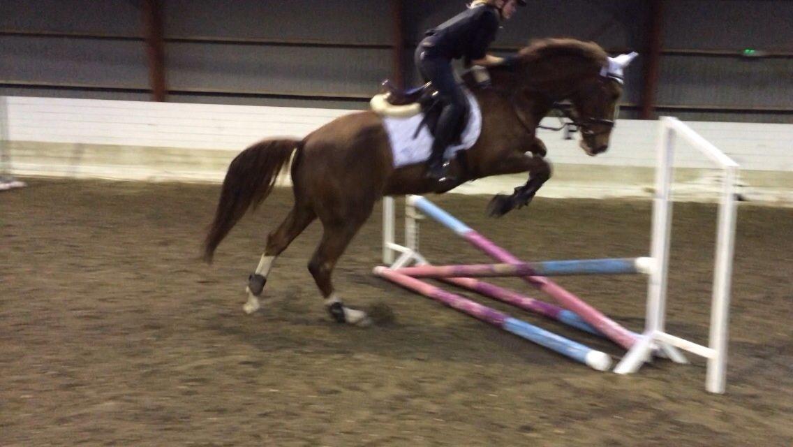 Anden særlig race Amigo billede 15