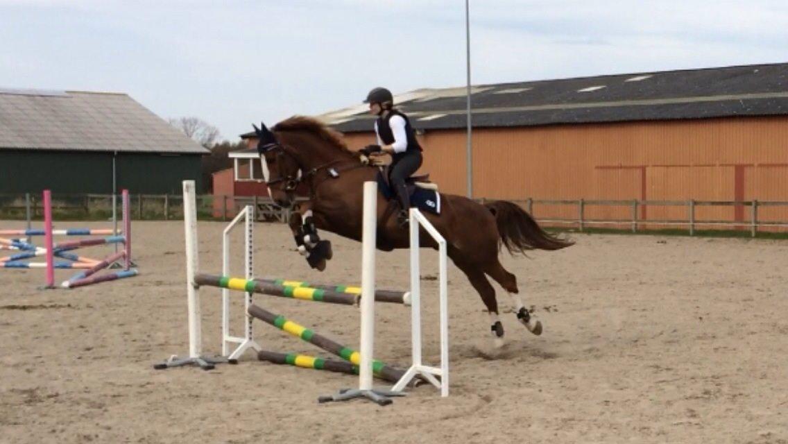 Anden særlig race Amigo billede 16