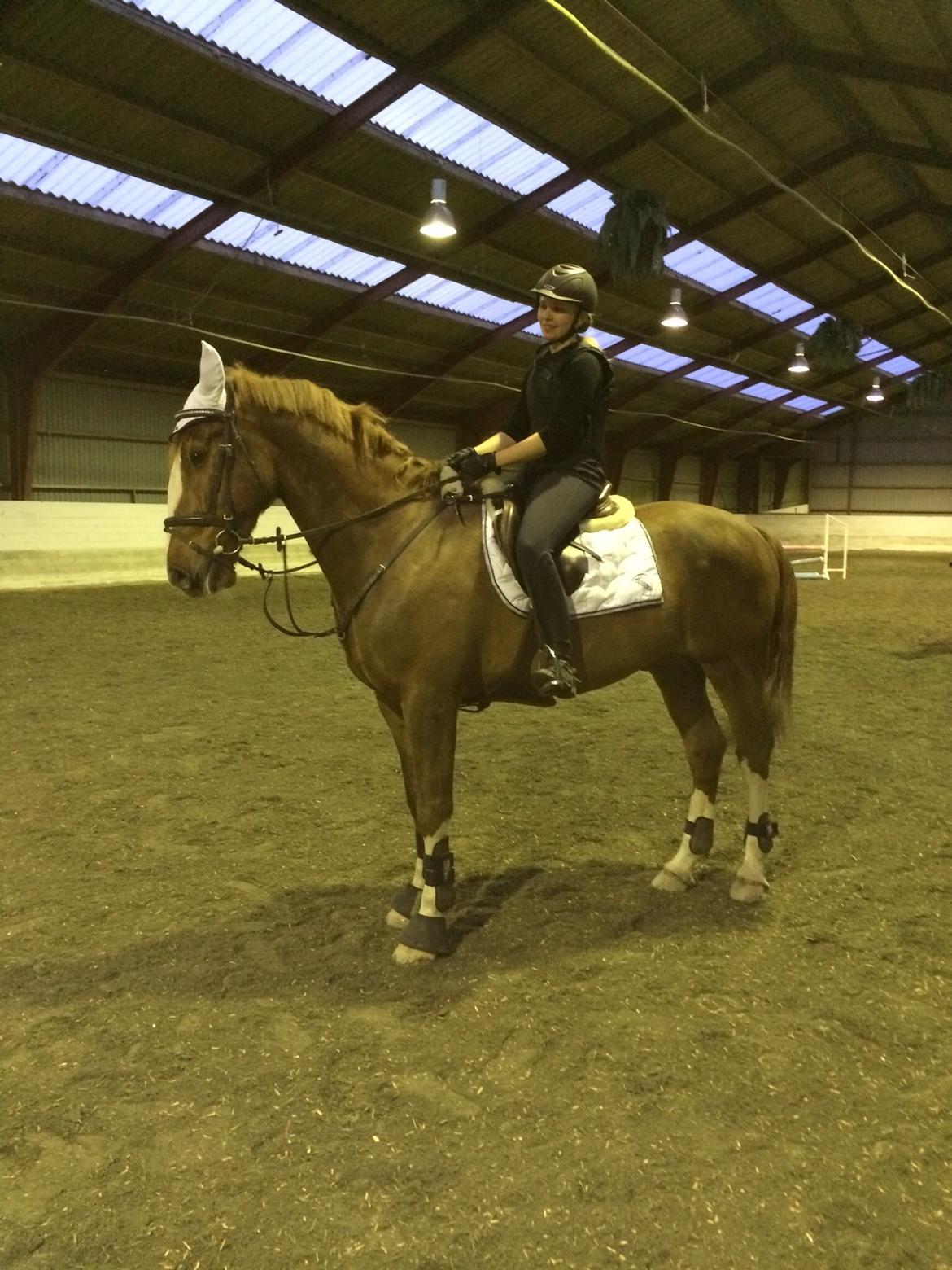 Anden særlig race Amigo billede 17