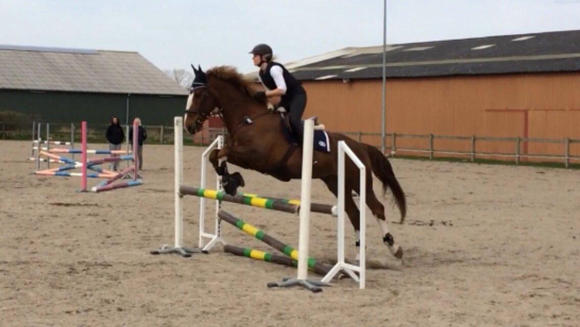 Anden særlig race Amigo billede 18