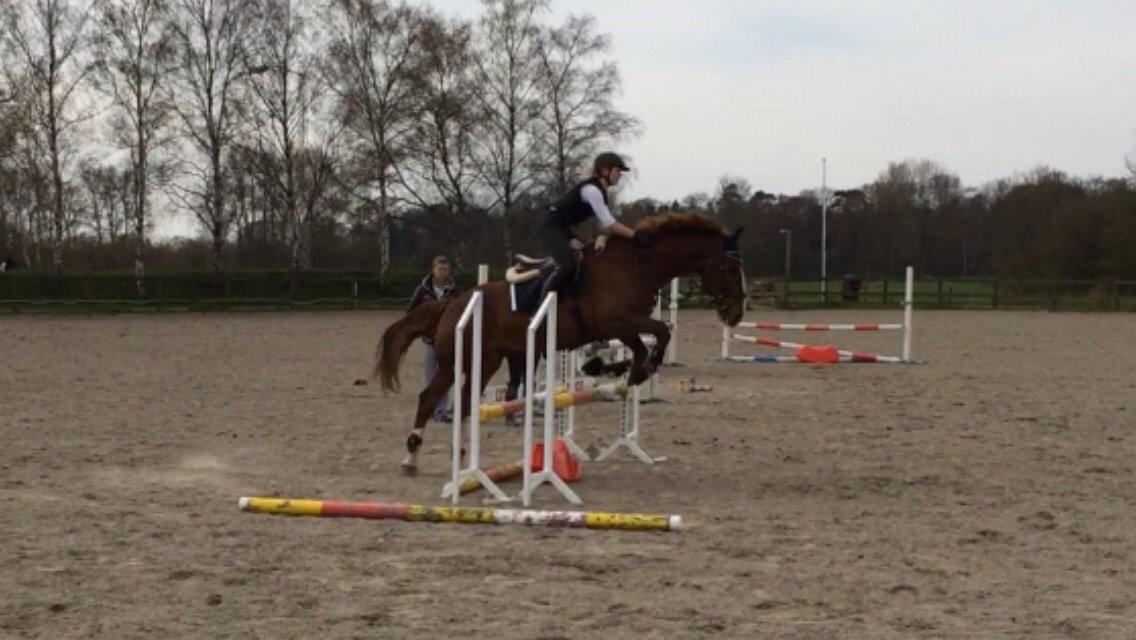 Anden særlig race Amigo billede 19