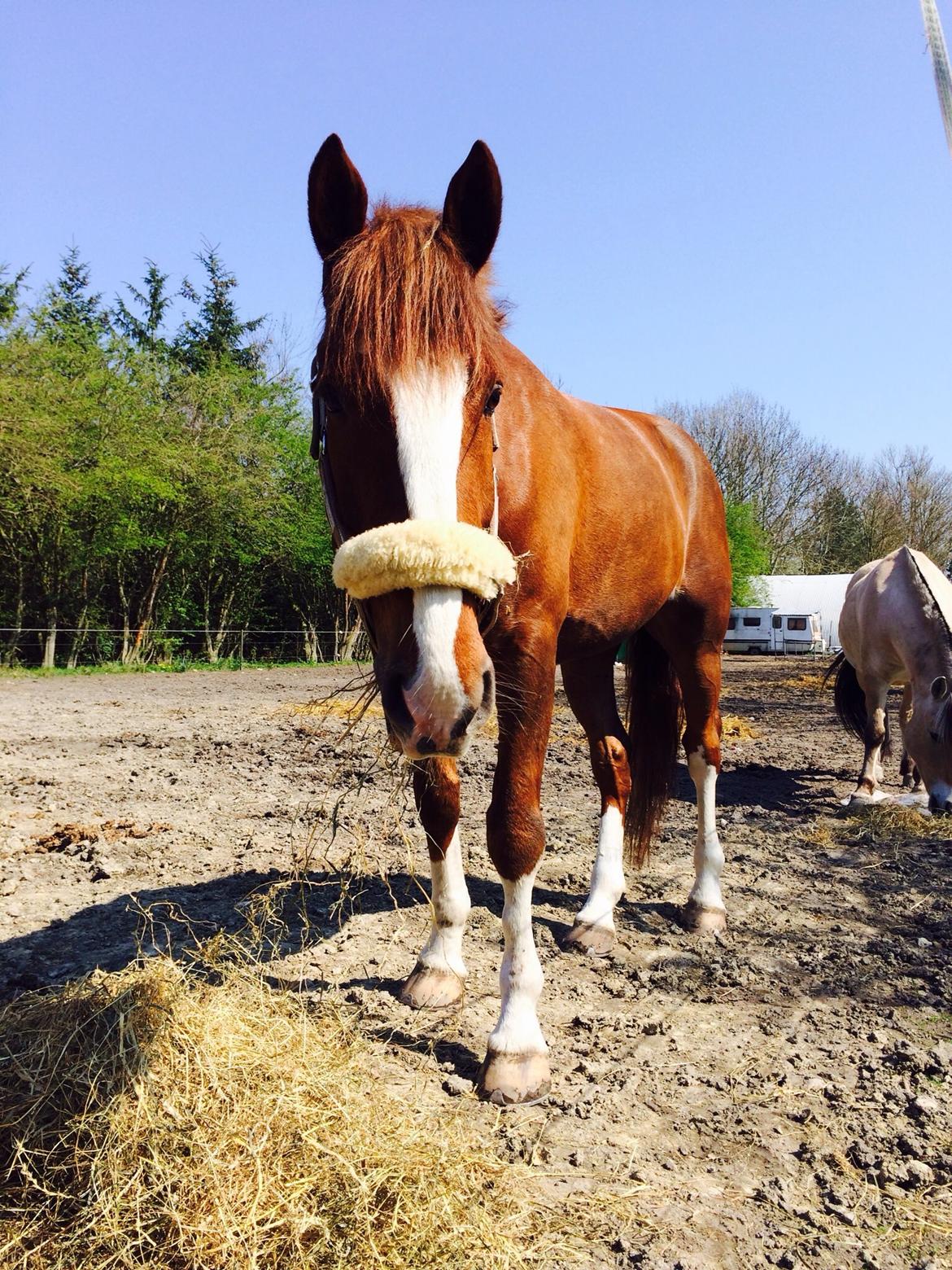 Anden særlig race Amigo billede 20