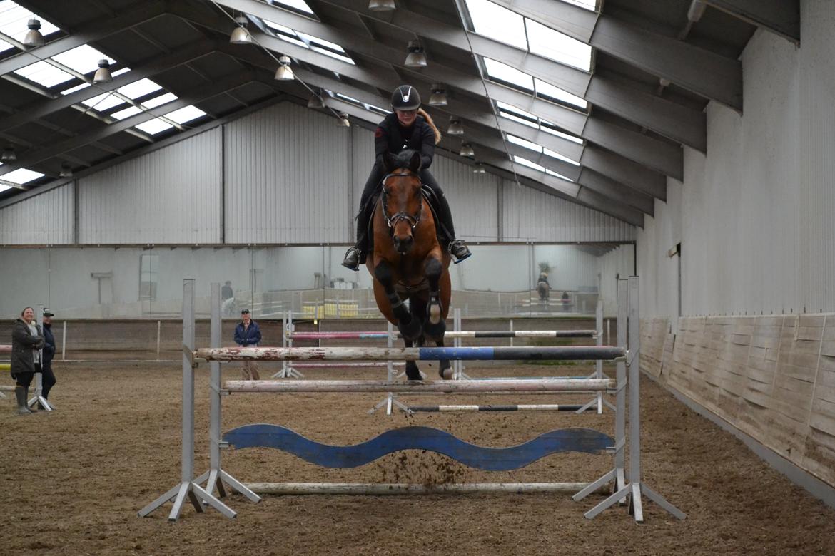 Holstener Quite la bryere billede 27