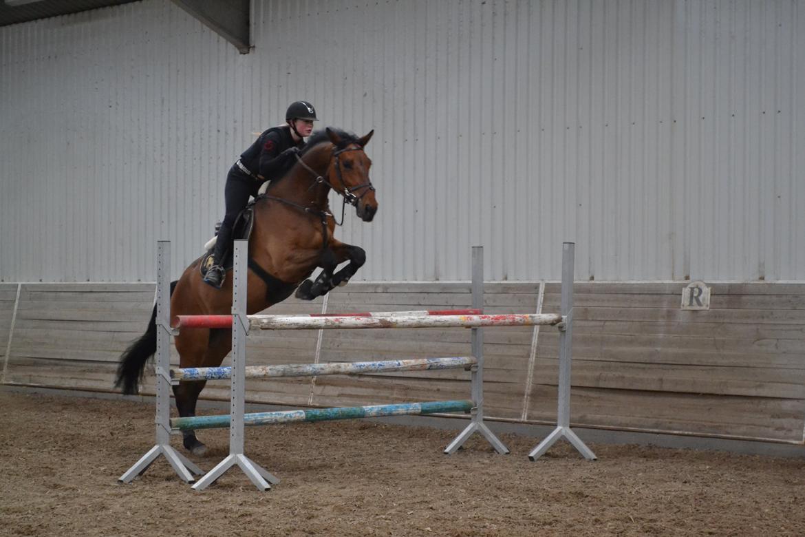 Holstener Quite la bryere billede 28