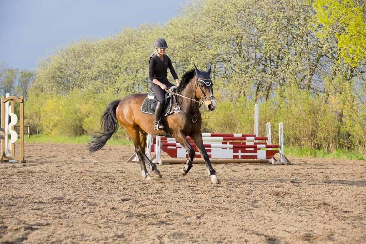 Anden særlig race Jari billede 31