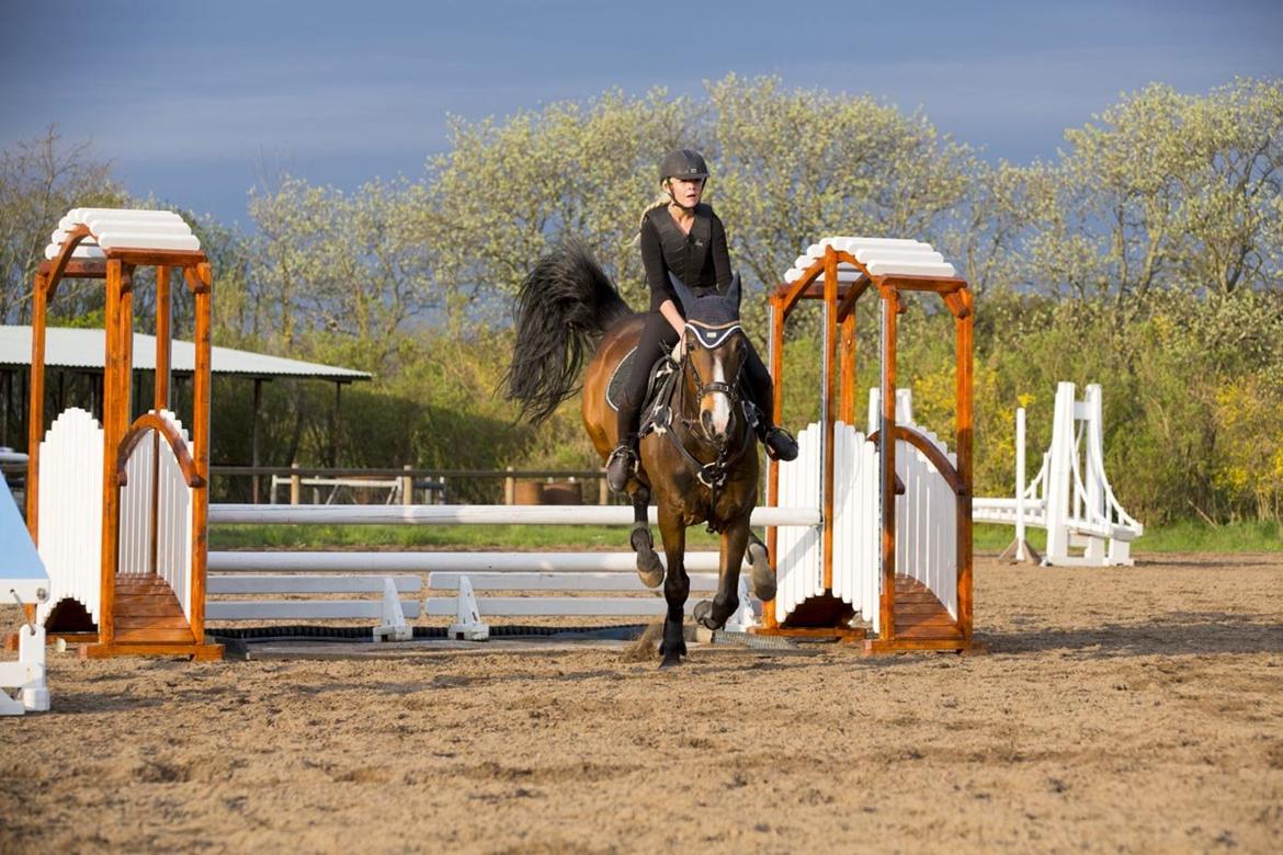 Anden særlig race Jari billede 35