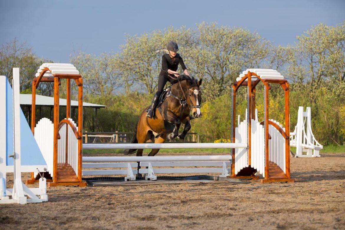 Anden særlig race Jari billede 38