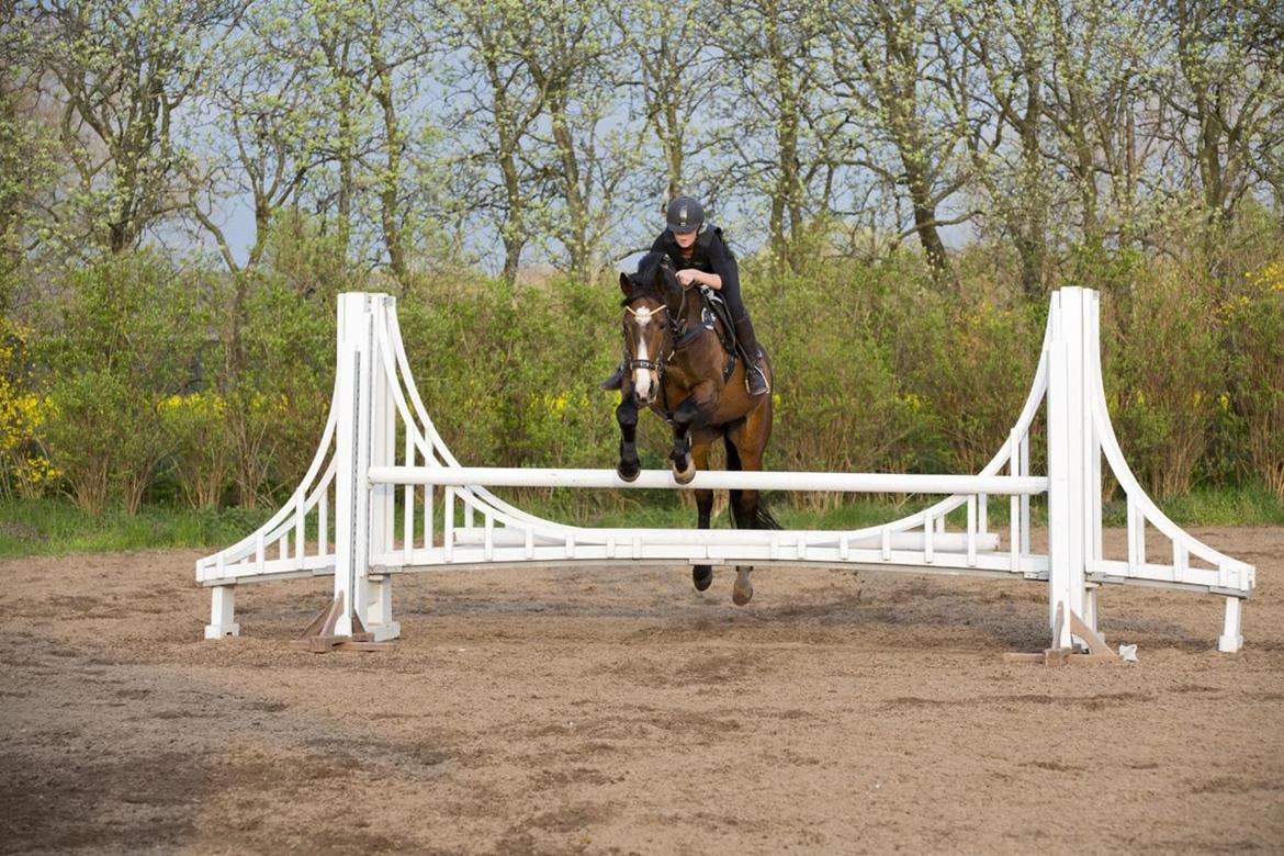 Anden særlig race Jari billede 39