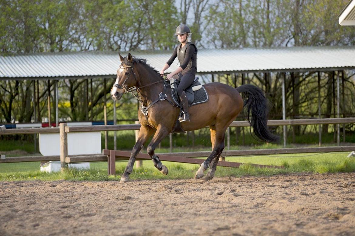 Anden særlig race Jari billede 37