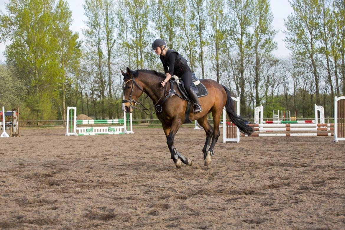 Anden særlig race Jari billede 41