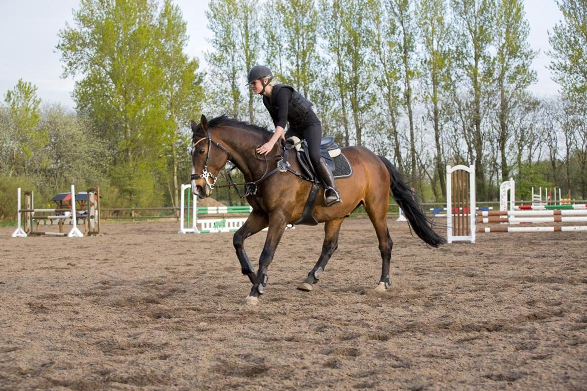 Anden særlig race Jari billede 42