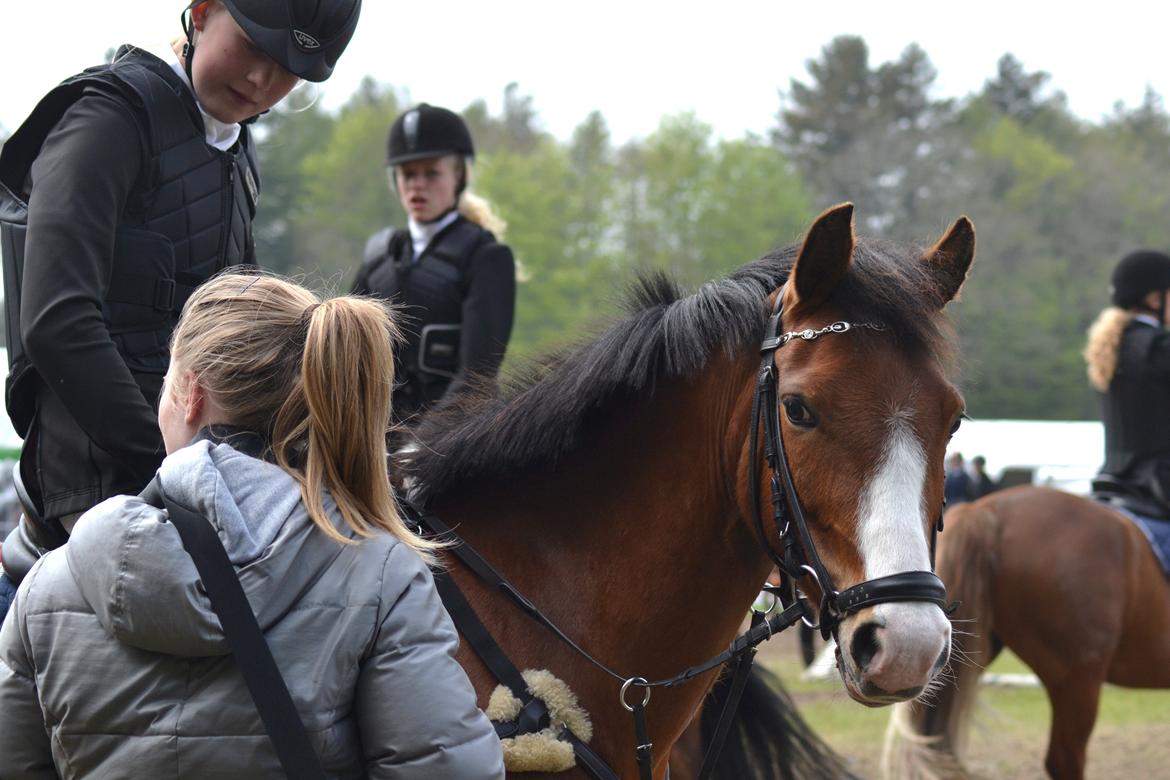 New Forest Dalgaardens Casandra - Morsø 2013 5pl.<3 billede 3