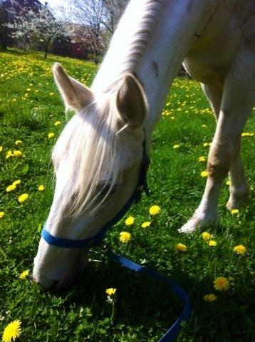 Palomino MiTho`s Diablo Blanco billede 29