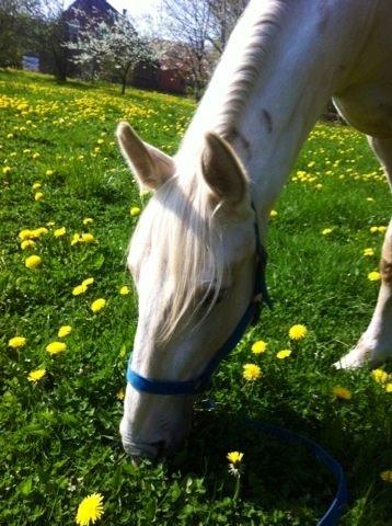 Palomino MiTho`s Diablo Blanco billede 30