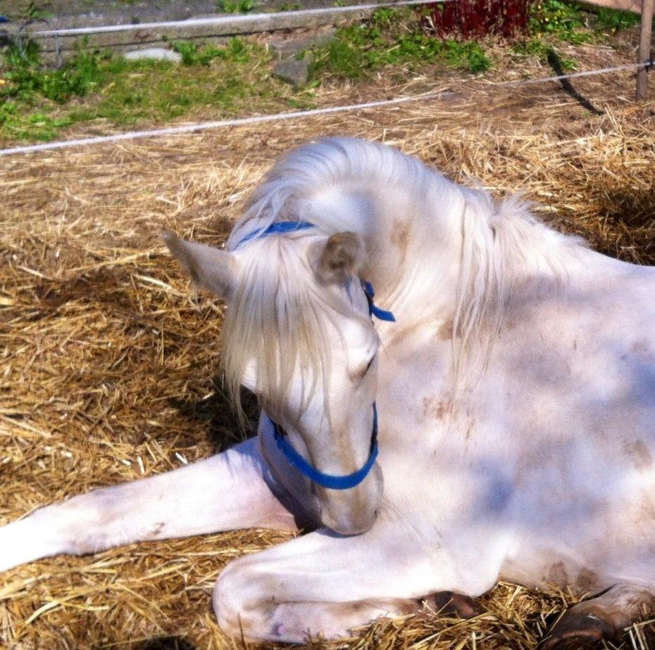 Palomino MiTho`s Diablo Blanco billede 31