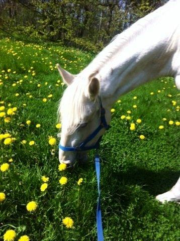 Palomino MiTho`s Diablo Blanco billede 32