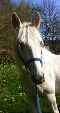 Palomino MiTho`s Diablo Blanco billede 33