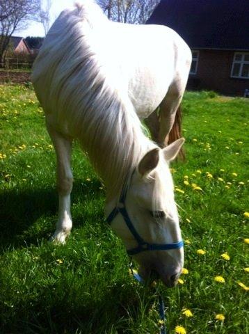 Palomino MiTho`s Diablo Blanco billede 34