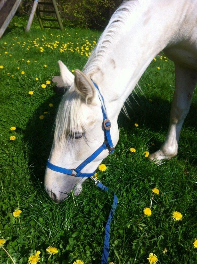 Palomino MiTho`s Diablo Blanco billede 35