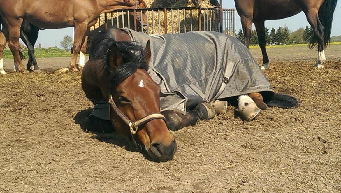 Dansk Varmblod Carismo billede 2