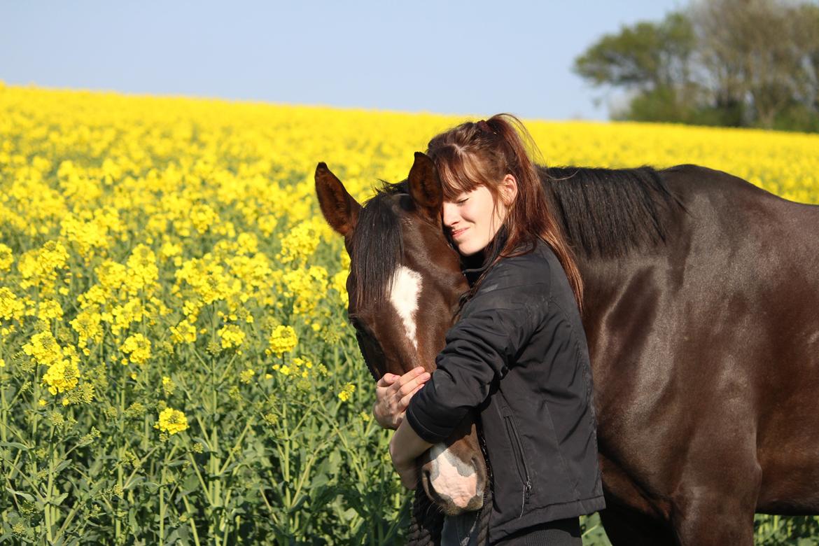 Dansk Varmblod Don poséidon F.J. - 25/4-2014 billede 8