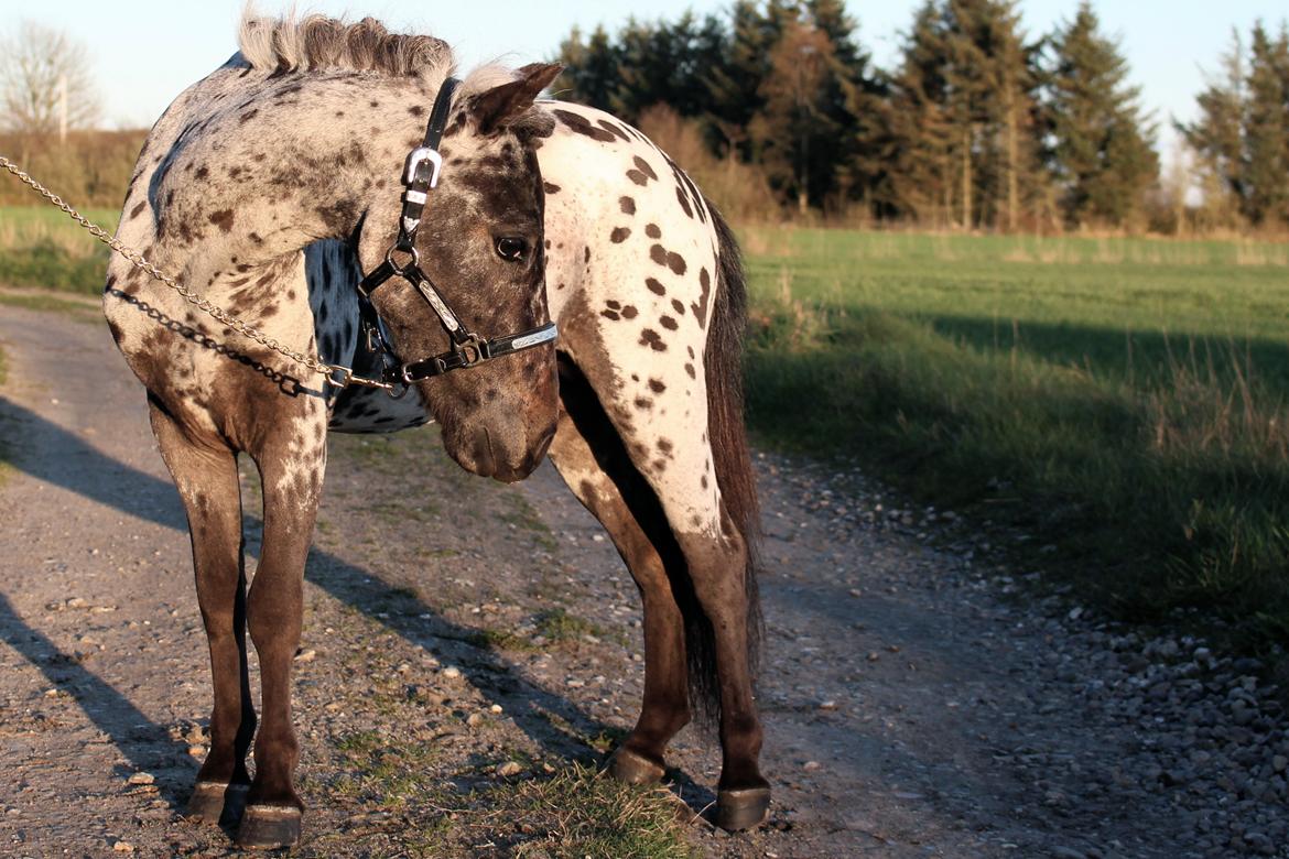 Hollandsk Miniature Diederik I billede 1
