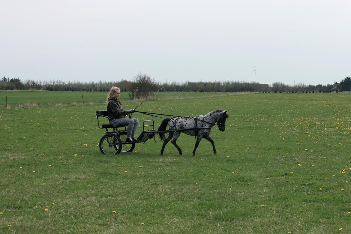 Hollandsk Miniature Diederik I billede 5