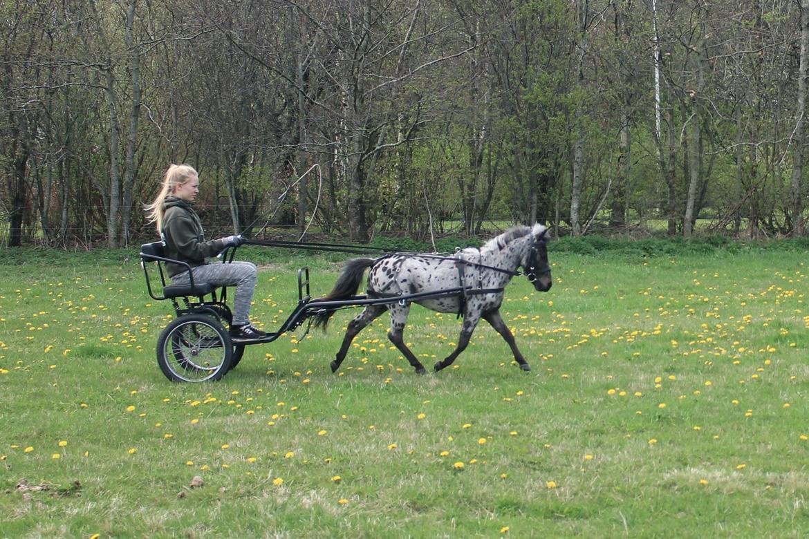 Hollandsk Miniature Diederik I billede 6