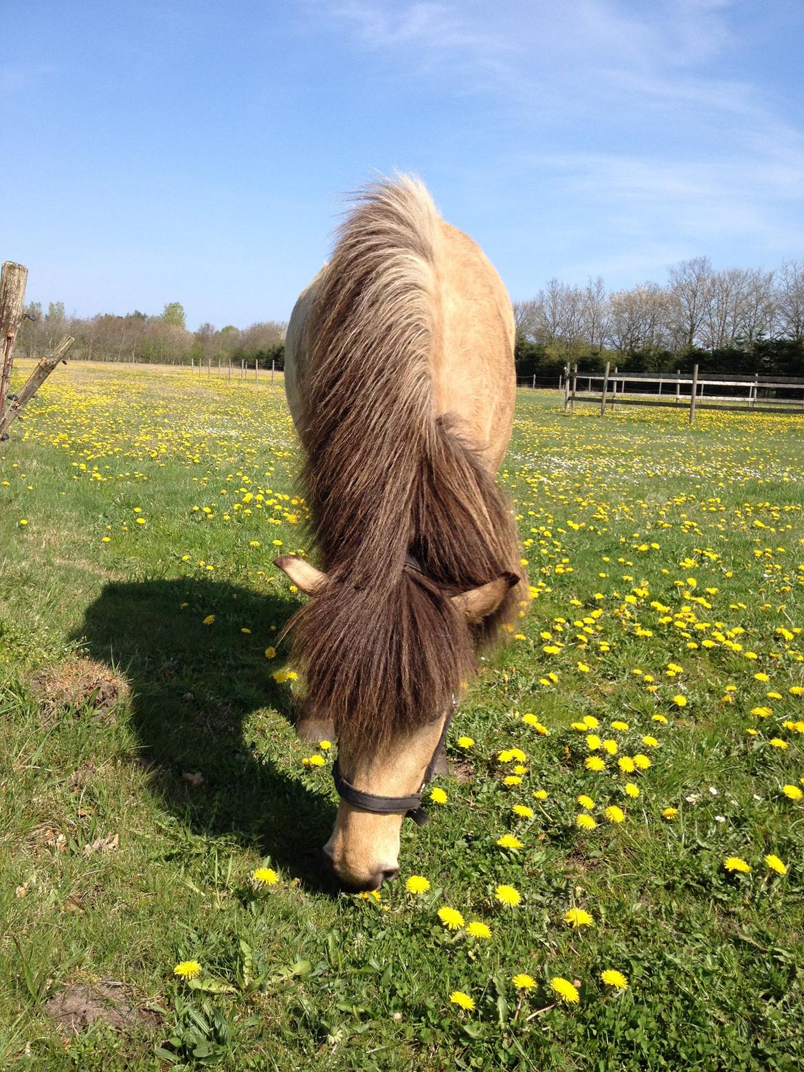 Islænder Disa fra Bøgvad - april 2014 billede 20