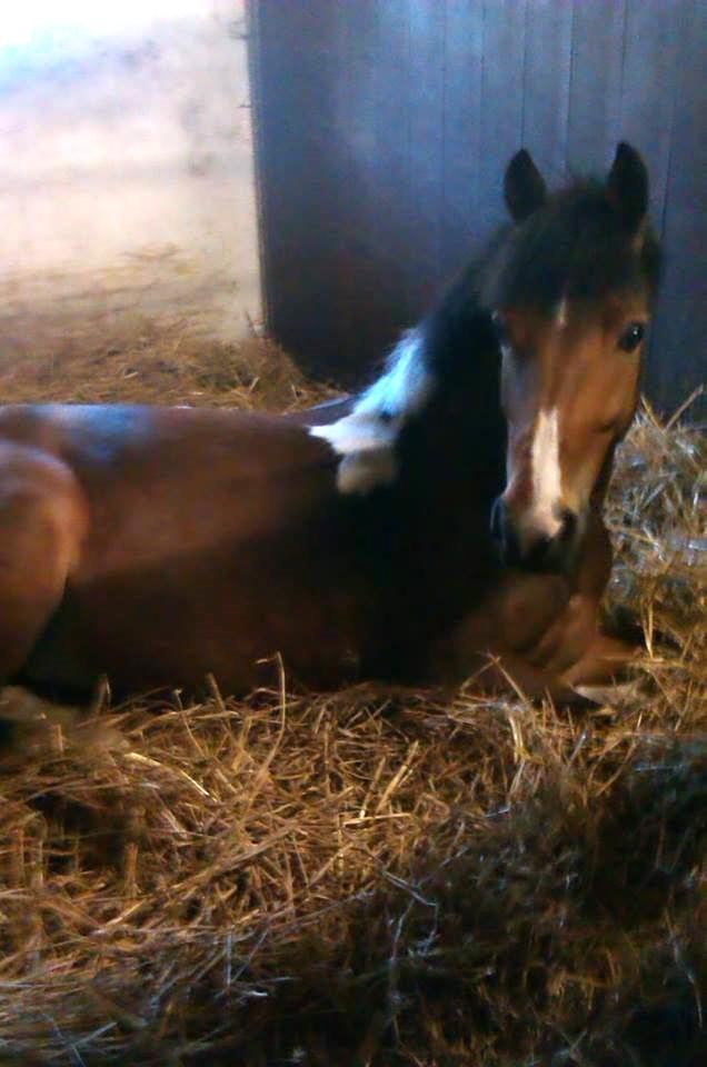 Pinto Tippie    (ejes af HDR) - Min utrolige pony, du vil aldrig blive glemt så længe jeg lever. Jeg stoler 100% på dig og håber du stoler på mig <3 billede 16