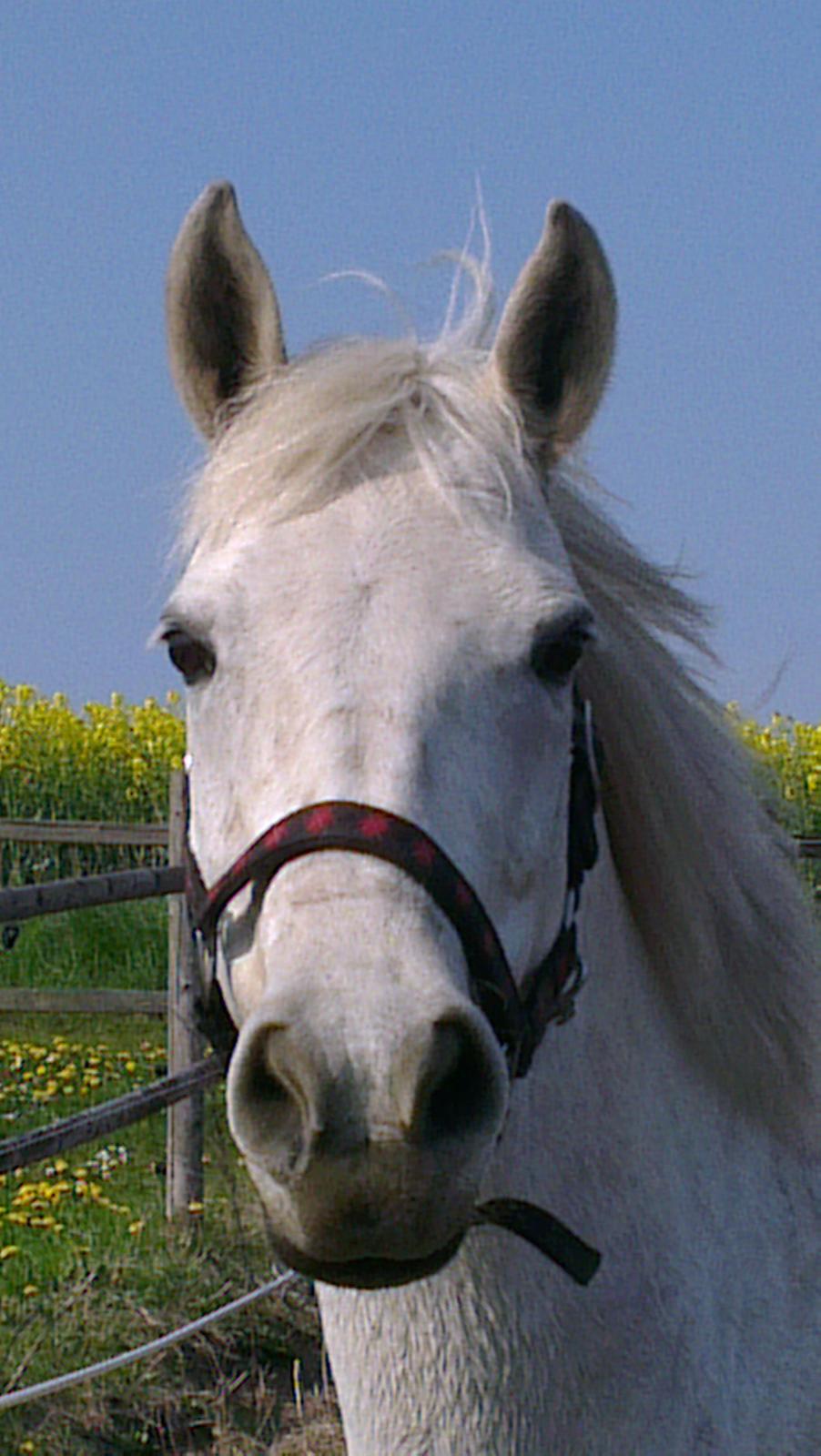 Connemara Barholts Blue Cocktail billede 8