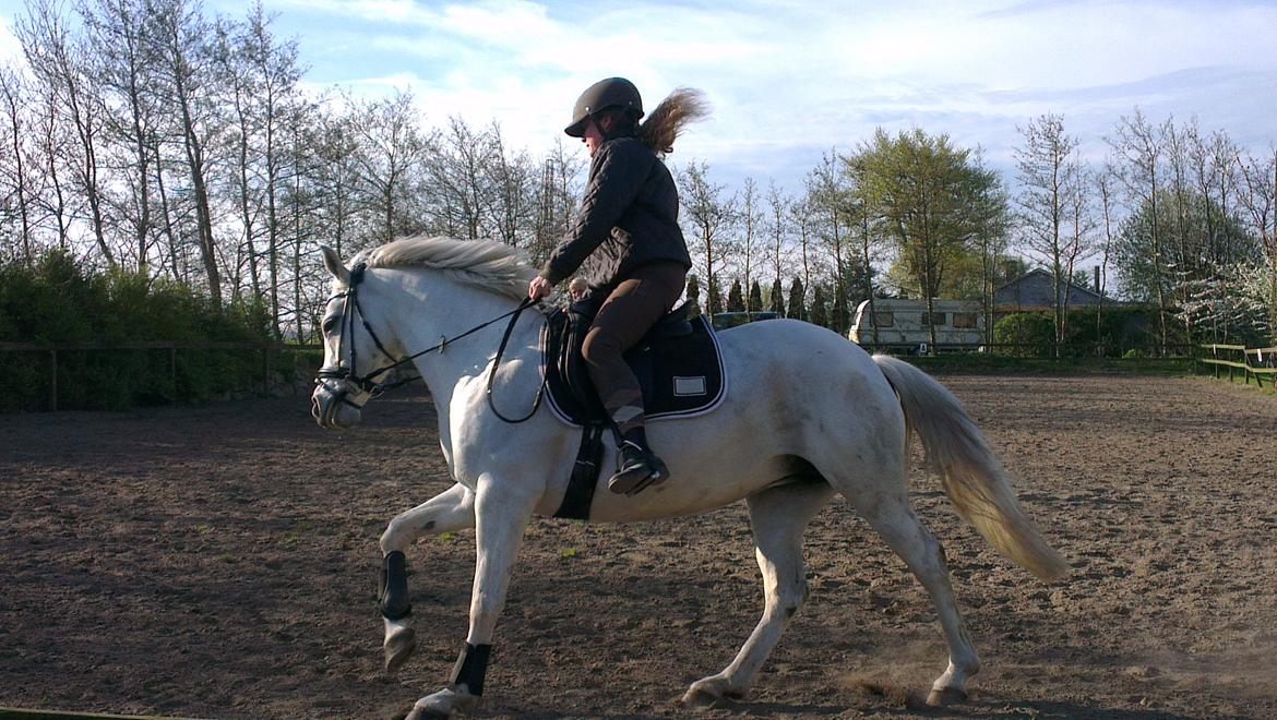 Connemara Barholts Blue Cocktail - Det kan gå så stærkt, at man letter fra sædet. billede 9