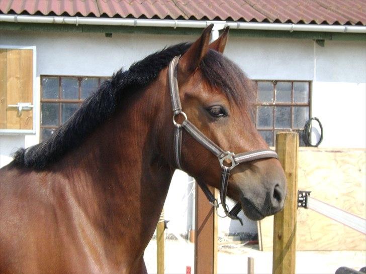 Welsh Cob (sec D) H. A´kato - smukke kato billede 7