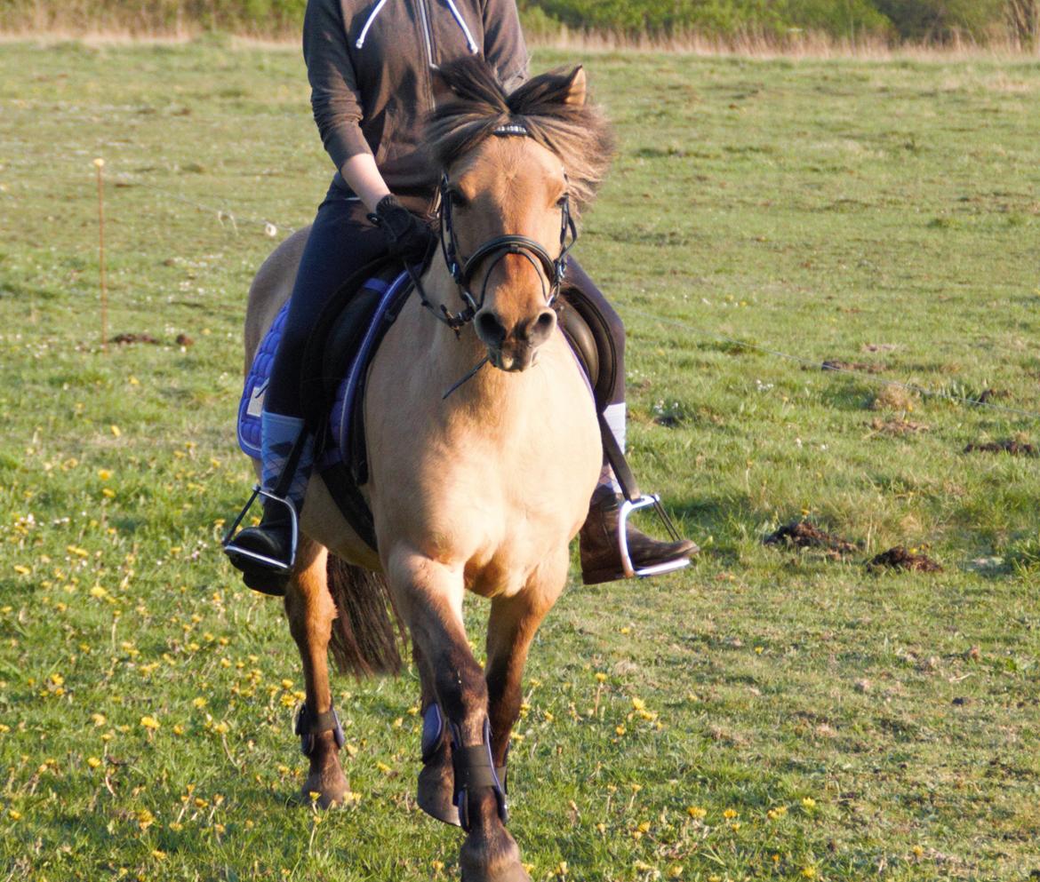Anden særlig race Nelly billede 1