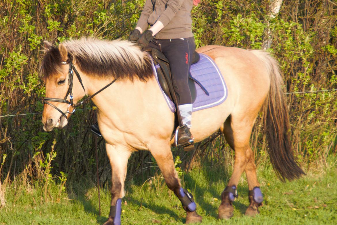 Anden særlig race Nelly billede 17