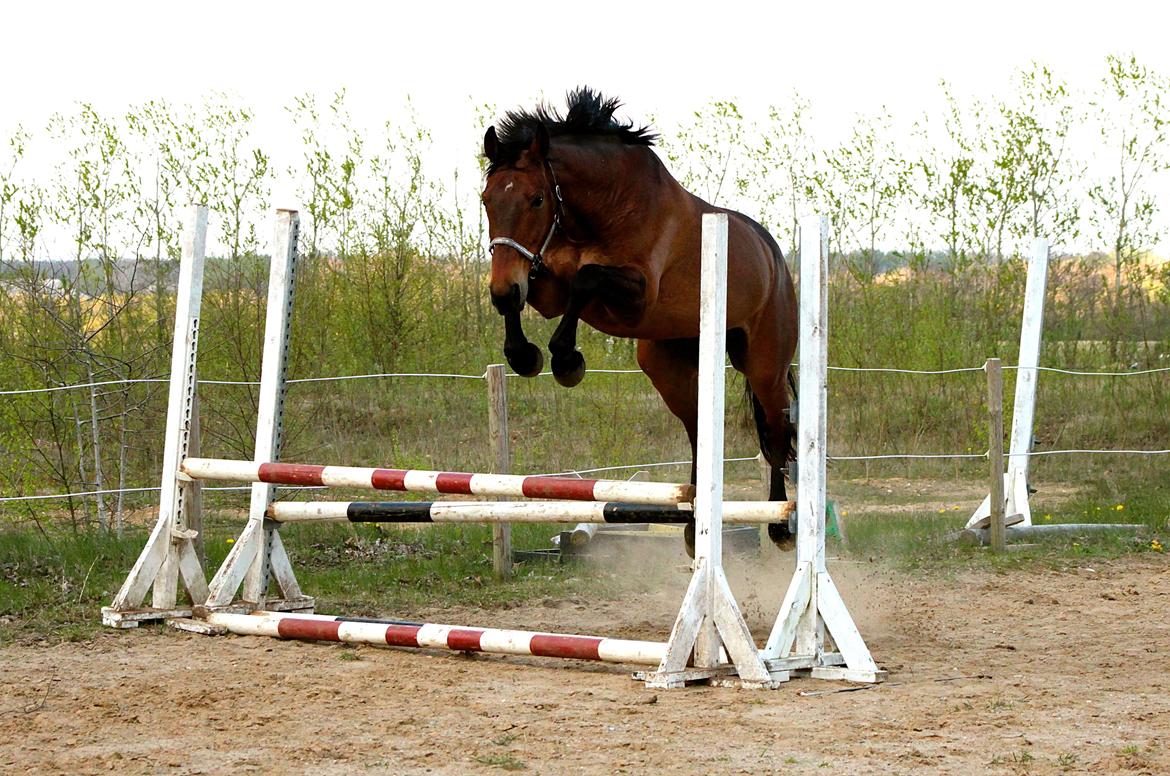 Dansk Varmblod Gørklintgårds flash - Hopsa :p billede 42